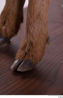 Deer doe foot hoof 0015.jpg